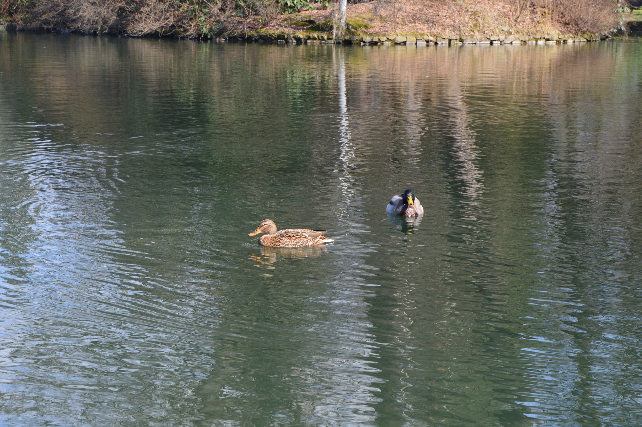 DSC_0971