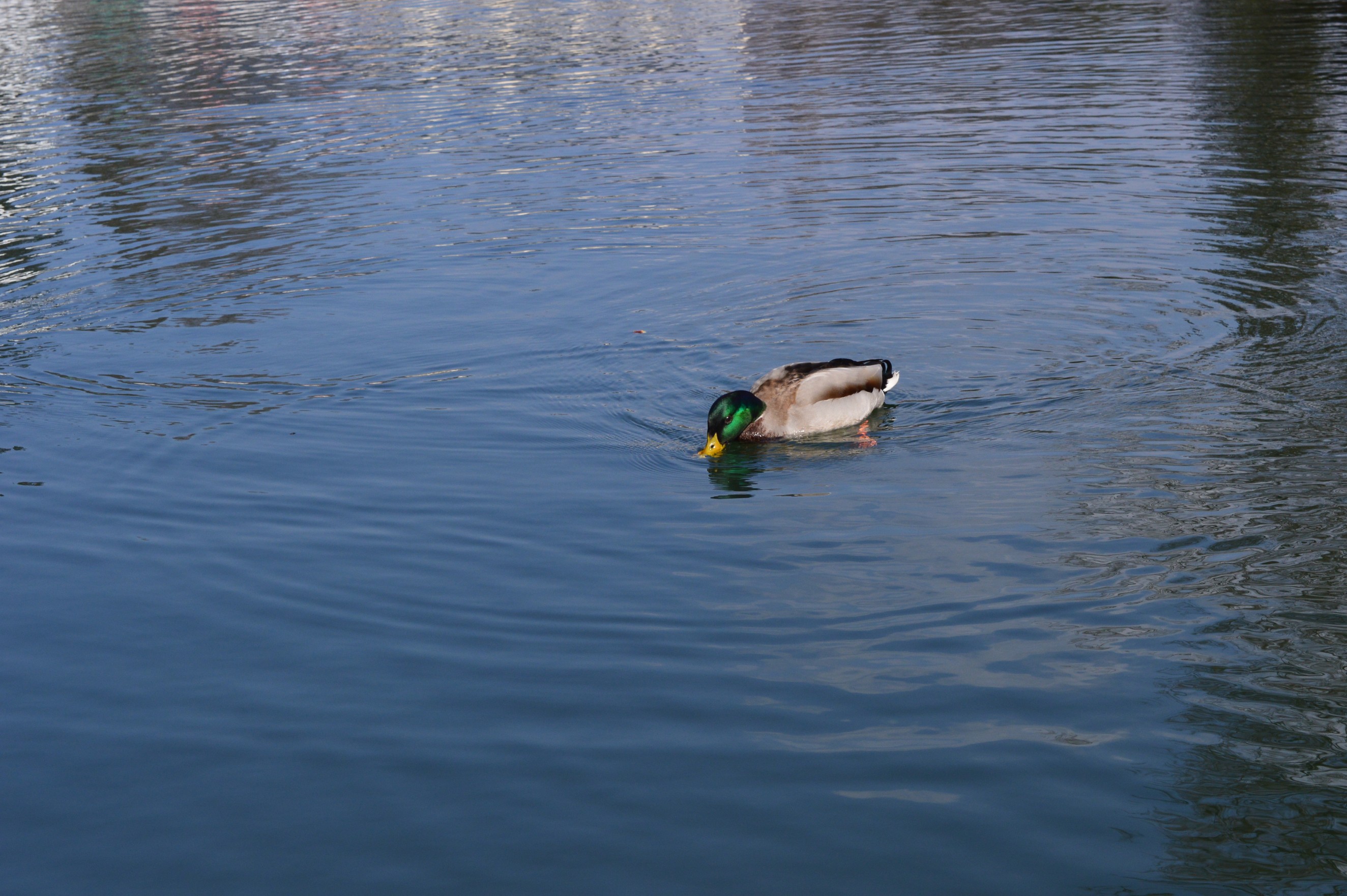 DSC_0974