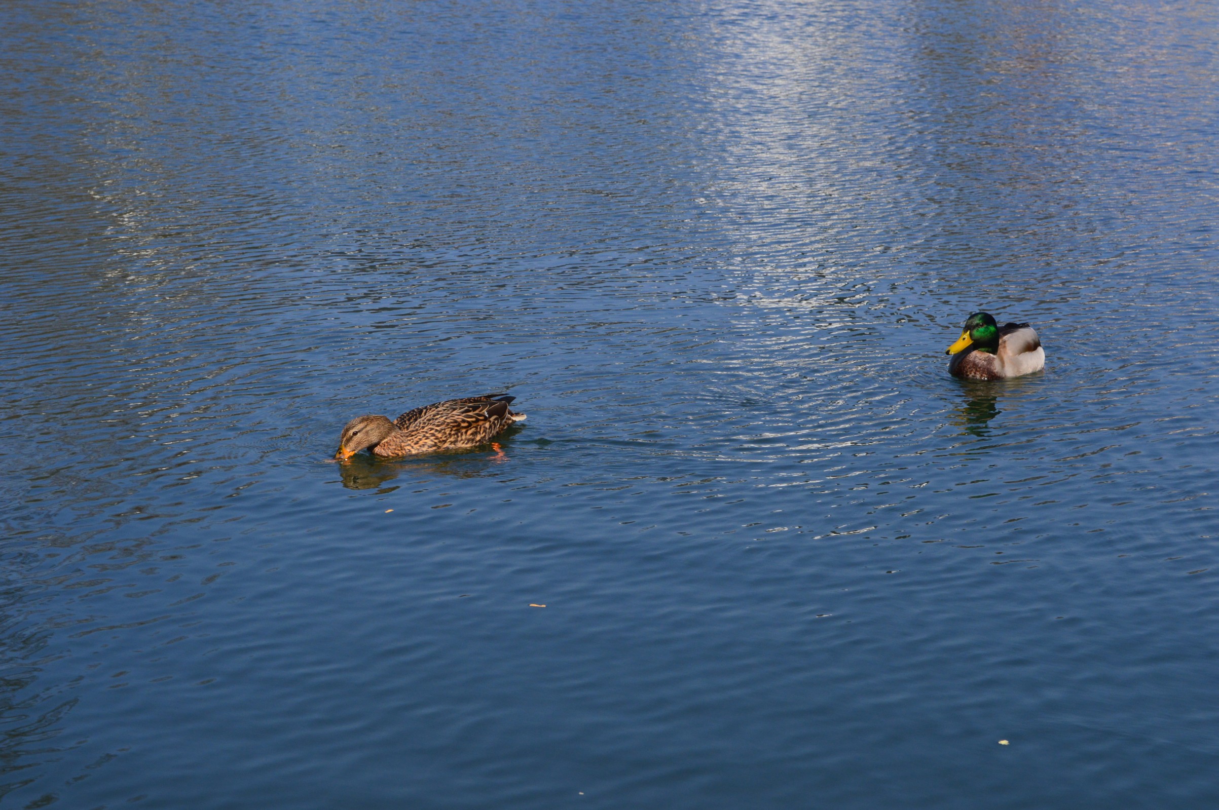 DSC_0975